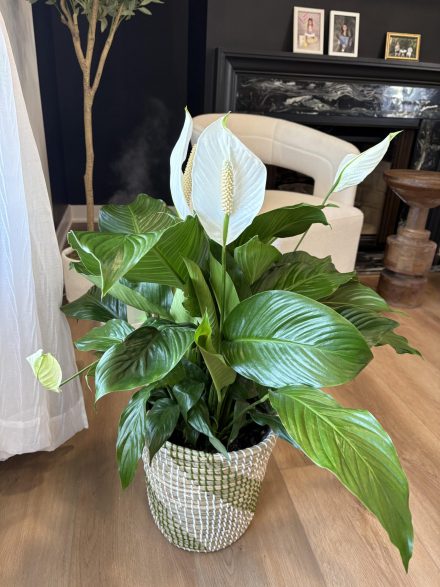 Just one cup makes the peace lily bloom with so many flowers (all year round)